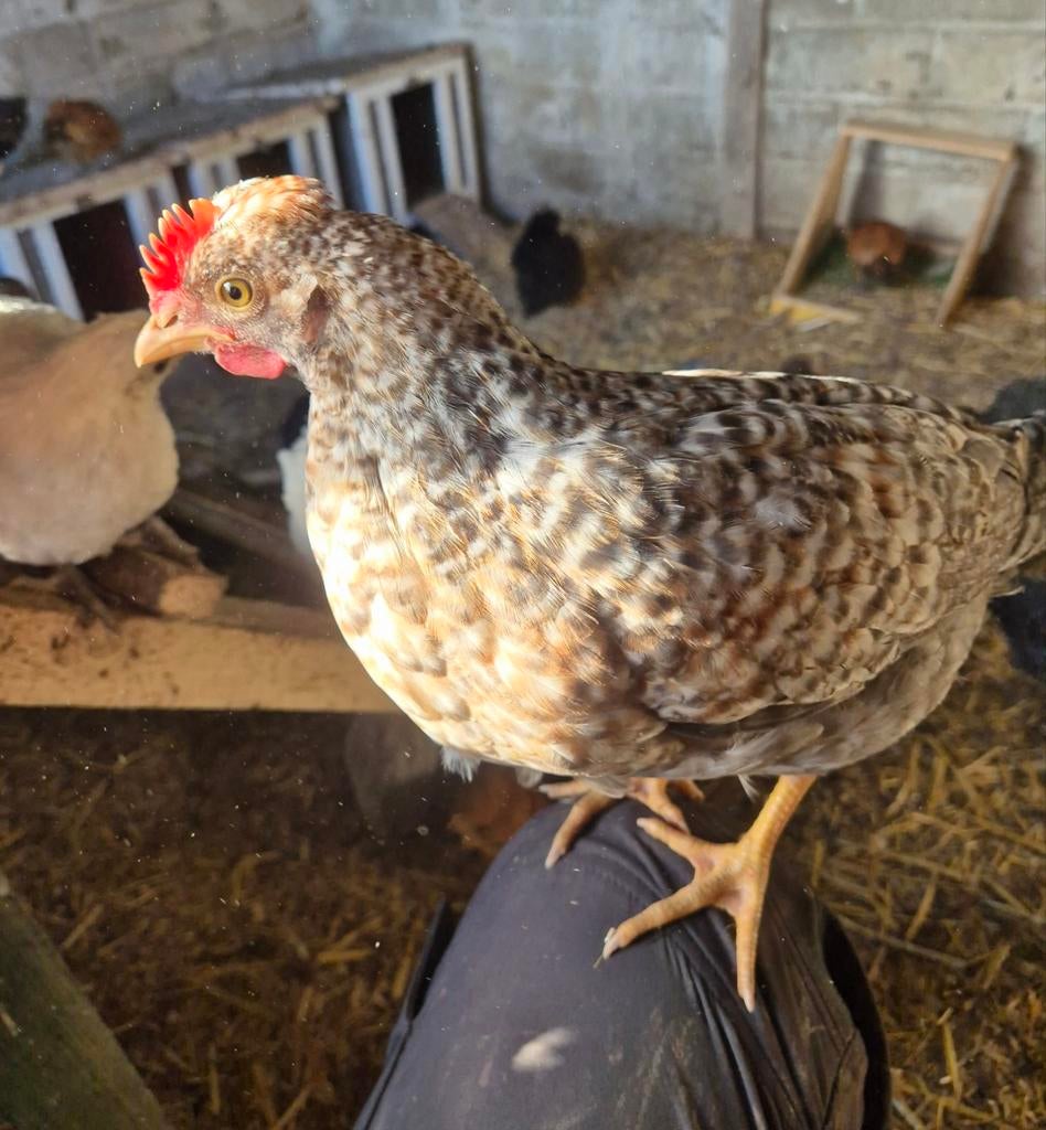 Cream legbar haantjes beschikbaar, Dieren en Toebehoren, Mannelijk, Kip