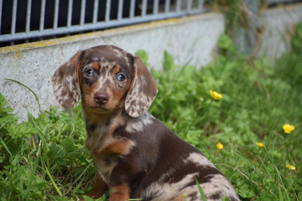 Teckel pups Dachhund pup, 15 weken tot 1 jaar, Dwerg, Parvo, Meerdere