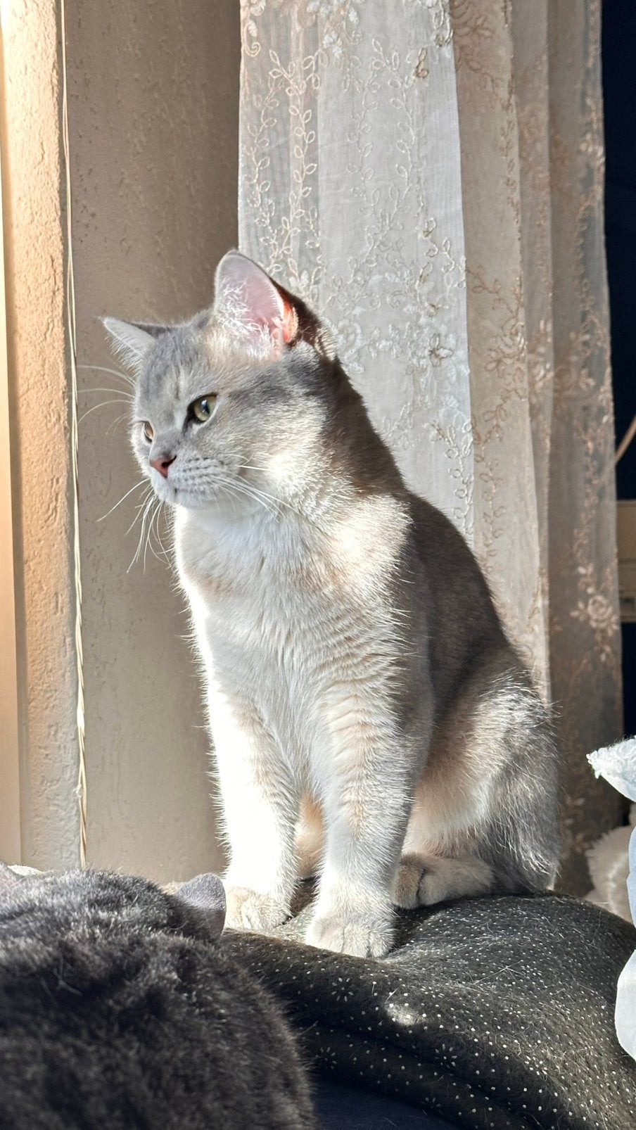 BKH—mannelijke kat, Dieren en Toebehoren