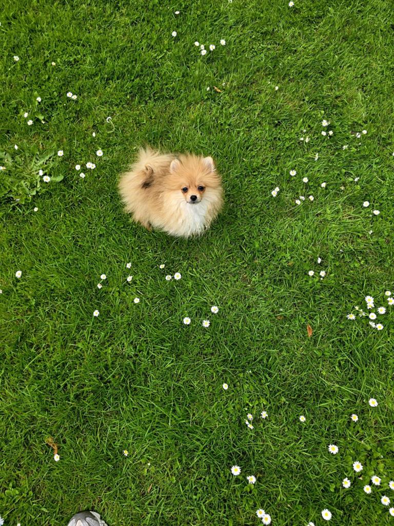 Pomeriaan Teefje Pup, Dieren en Toebehoren, Keeshond, 8 tot 15 weken, Teef, Parvo