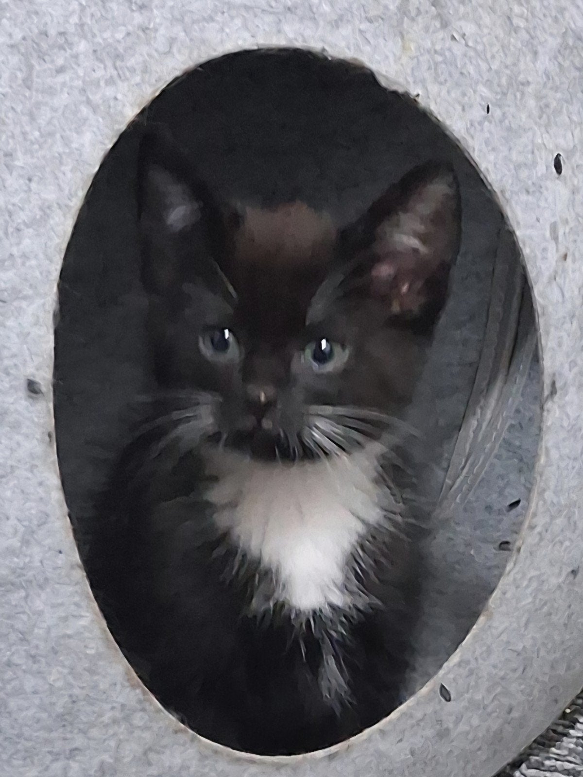 SUPERLIEVE EN  SPEELSE KITTEN, Kater, 0 tot 2 jaar