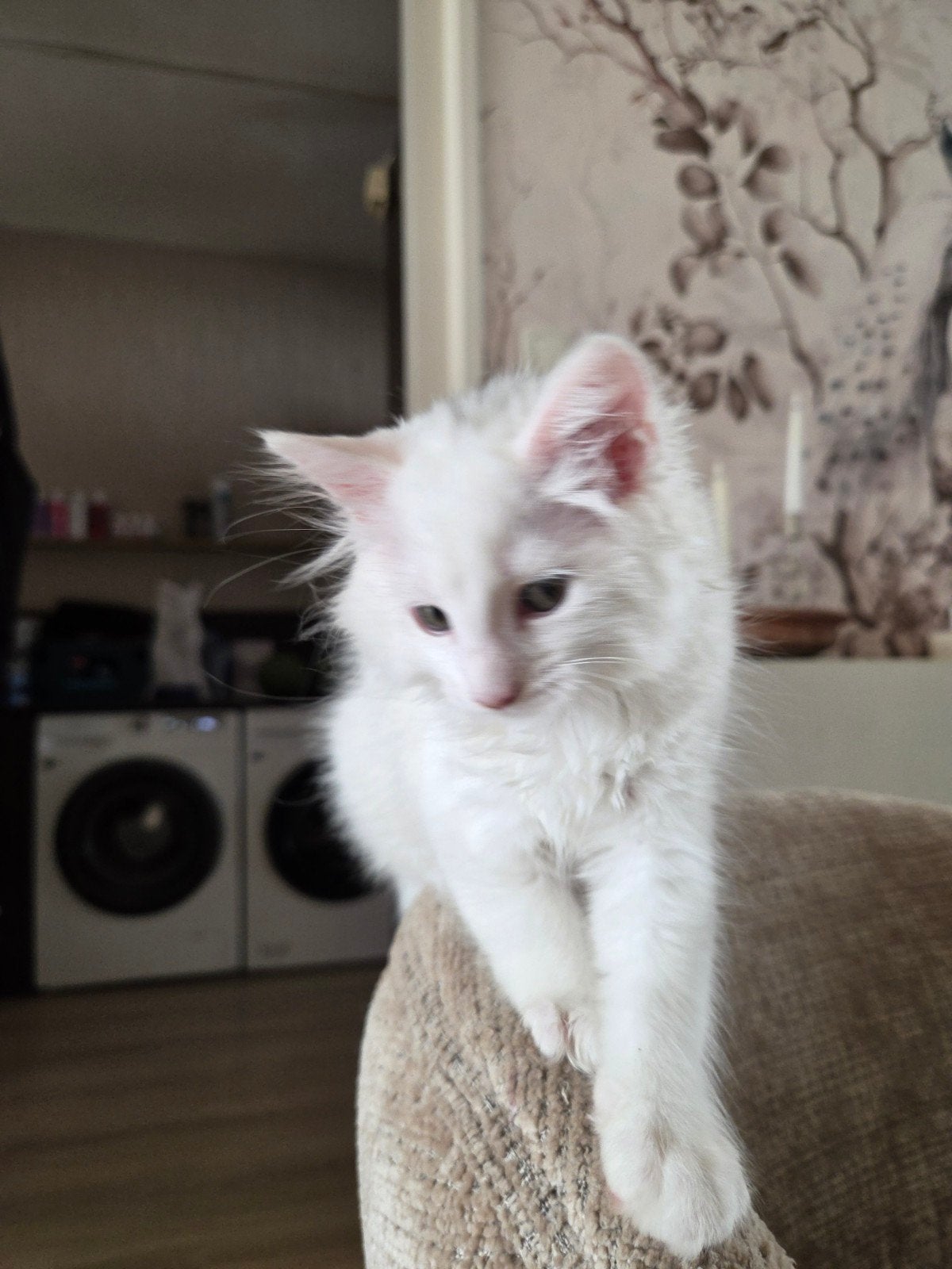 Prachtige Maincoons kittens, Dieren en Toebehoren, Meerdere dieren, Ontwormd