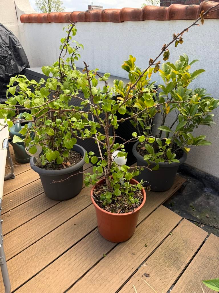 Drie planten incl pot af te halen, Halfschaduw, Overige soorten, 100 tot 250 cm, Zomer