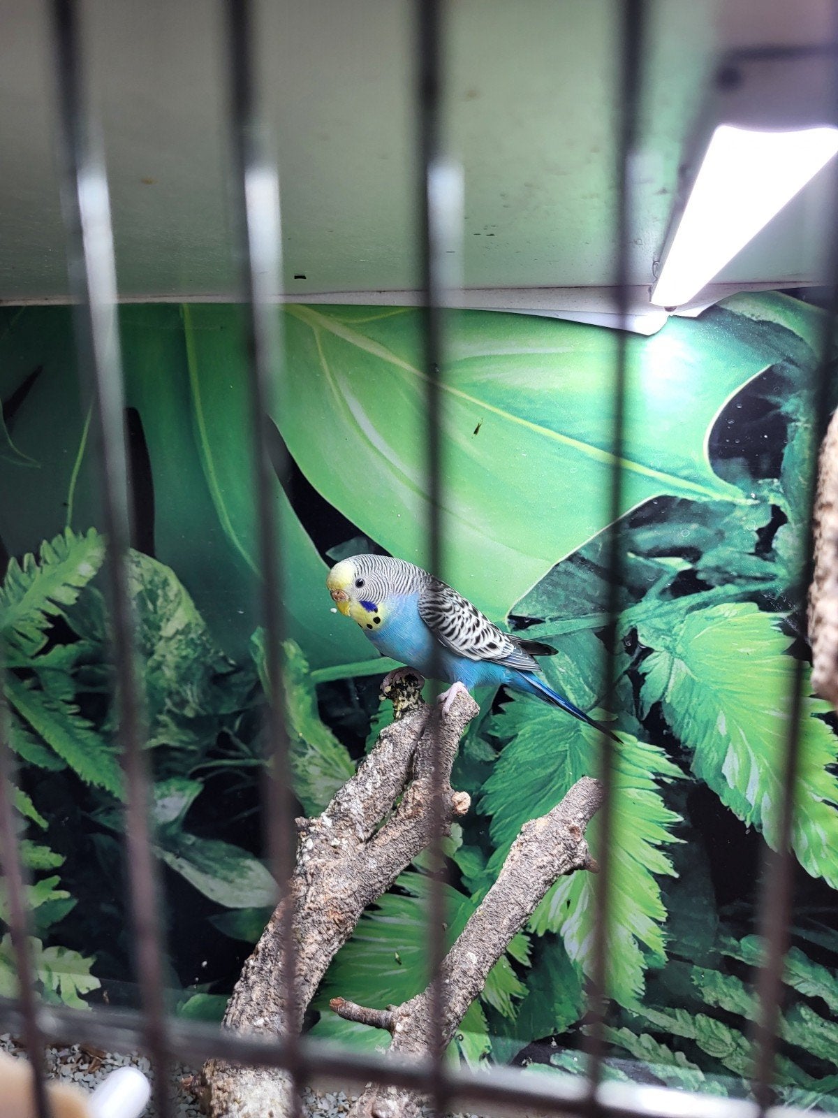 grasparkiet, Dieren en Toebehoren, Vrouwelijk, Tropenvogel