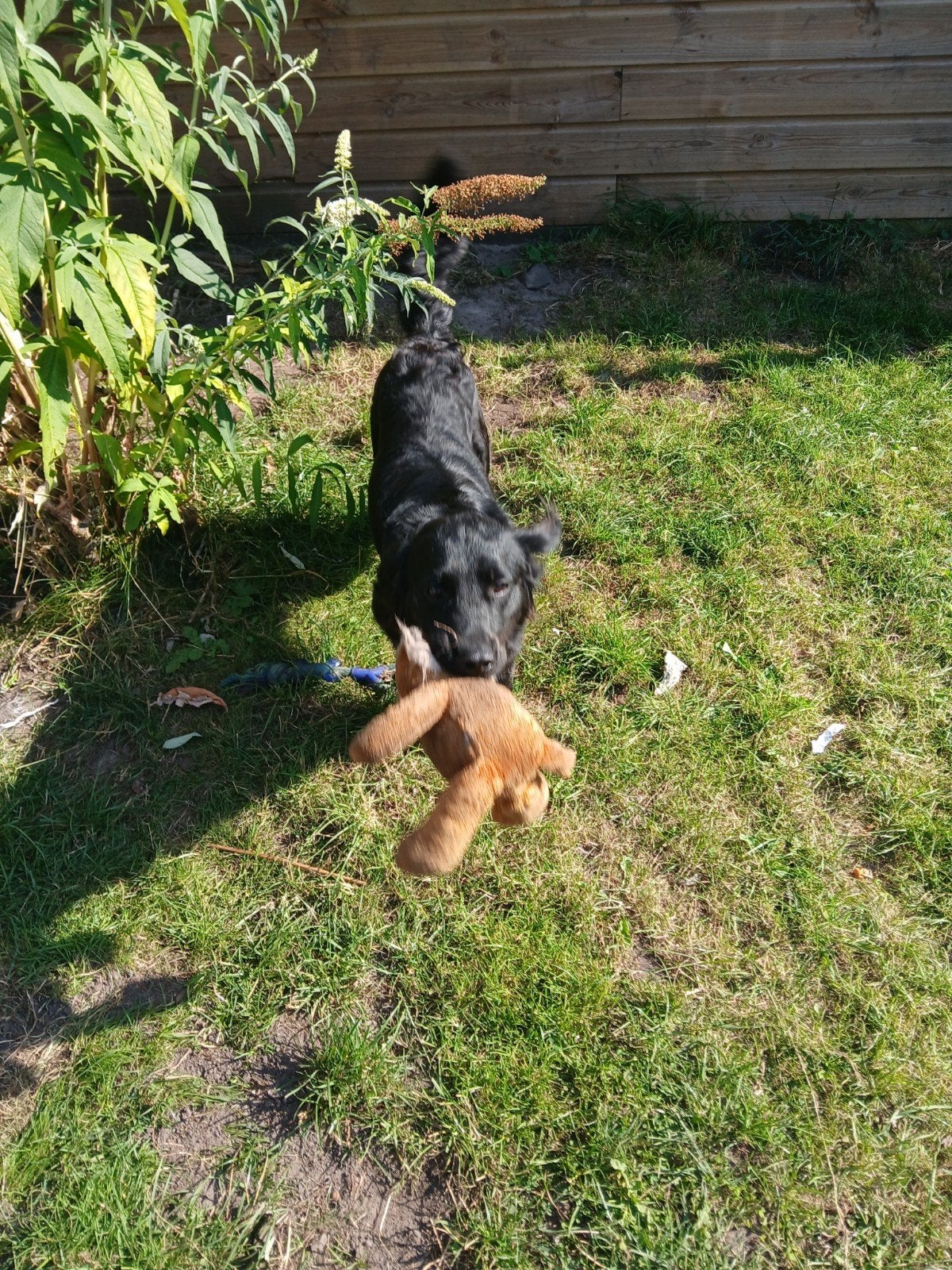 hond zoekt gouden mand, 15 weken tot 1 jaar, Reu, Groot, Eén hond