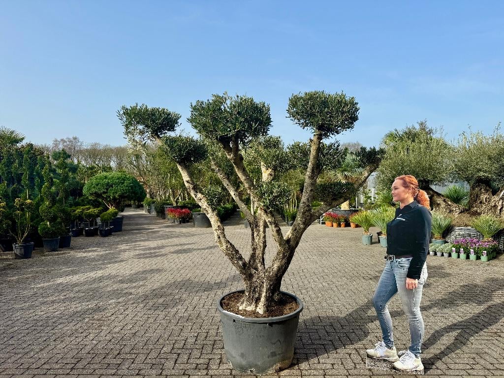 Olijfboom pon pon groot - Olea europaea te koop!!!, Tuin en Terras, Planten | Bomen, Ophalen of Verzenden, 100 tot 250 cm, Olijfboom