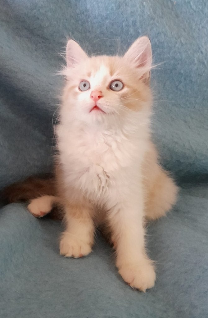 Langhaar kittens kruising, Meerdere dieren, Langharig, 0 tot 2 jaar
