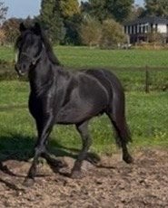 Prachtige zwarte New Forest merrie/ kinderpony te koop!, Dieren en Toebehoren, Merrie, C pony (1.27m tot 1.37m), 11 jaar of ouder