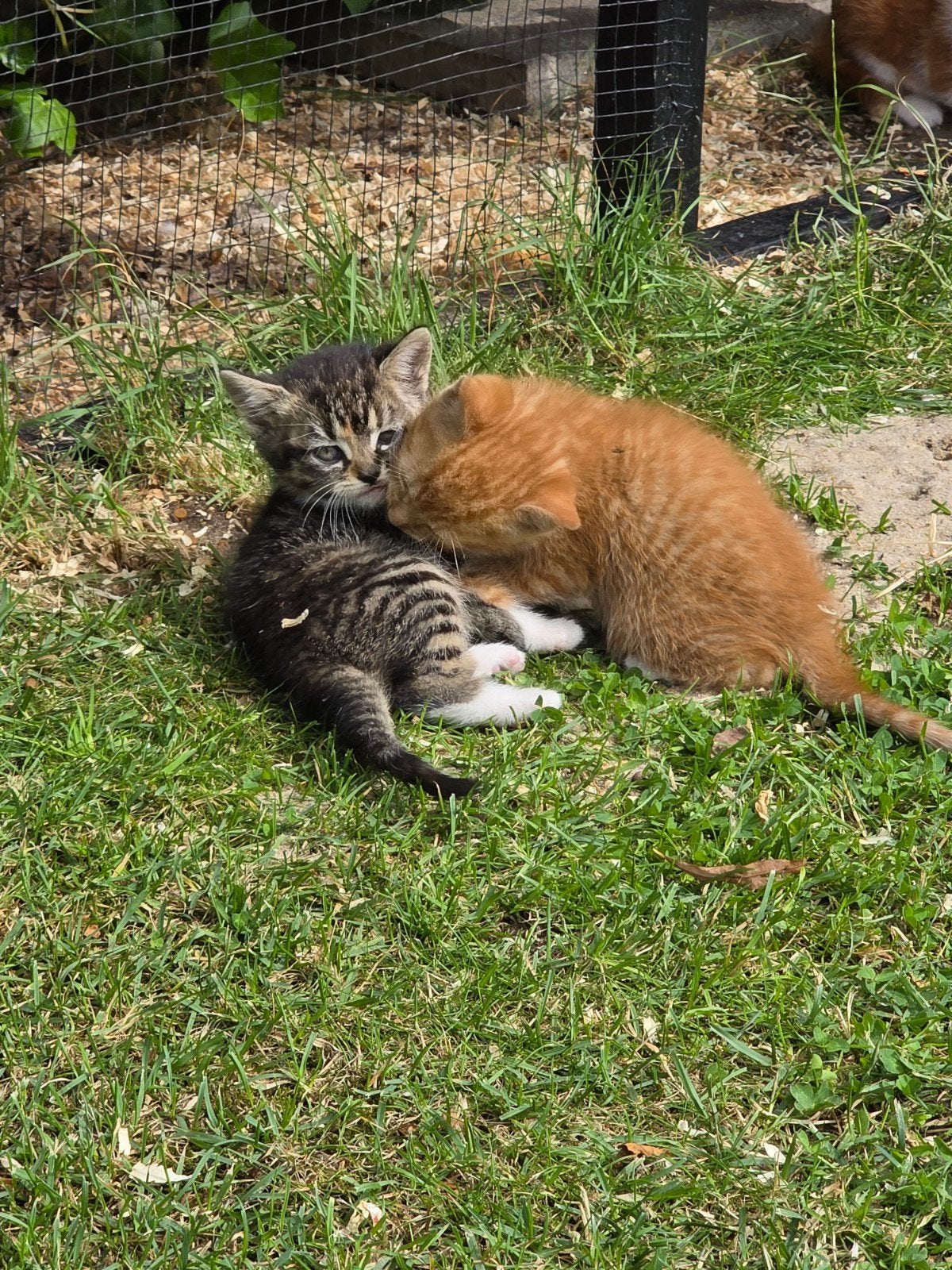 Mooie kittens, 3 kleur, rood/wit/ zwart tijger, Dieren en Toebehoren, Meerdere dieren