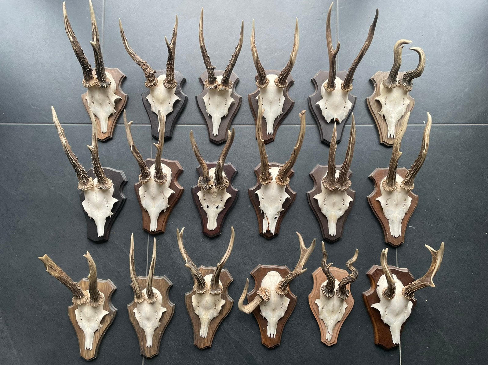 Ree geweien divers, € 17,50 per stuk, Verzenden, Hert, Gewei of Kop