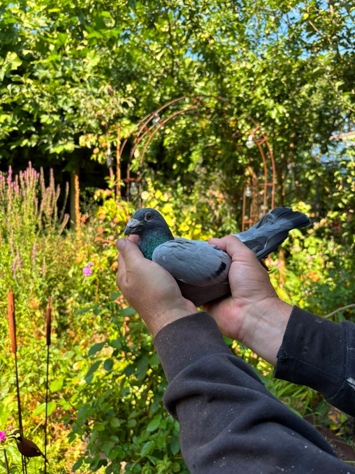 Doffer rechtstreeks Henk Marsman, Dieren en Toebehoren, Vogels | Duiven, Mannelijk, Postduif