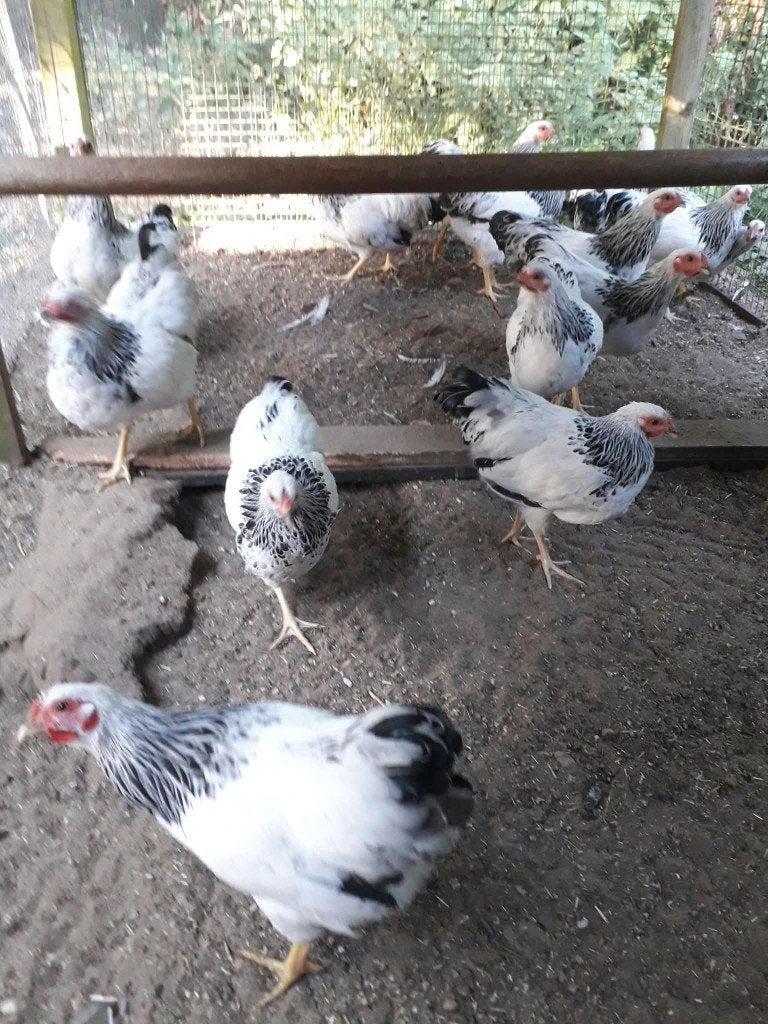 Te koop jonge kriel hanen, Mannelijk, Kip