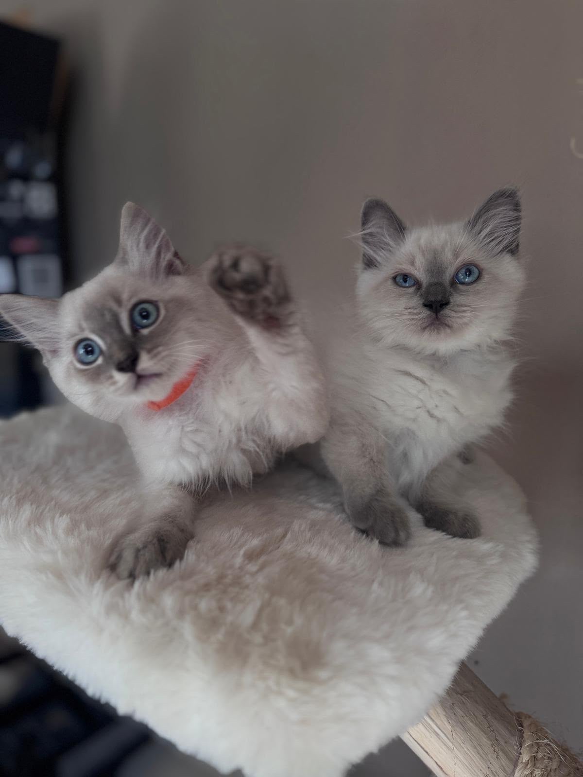 Ragdoll kittens te koop, Meerdere dieren, Langharig, 0 tot 2 jaar