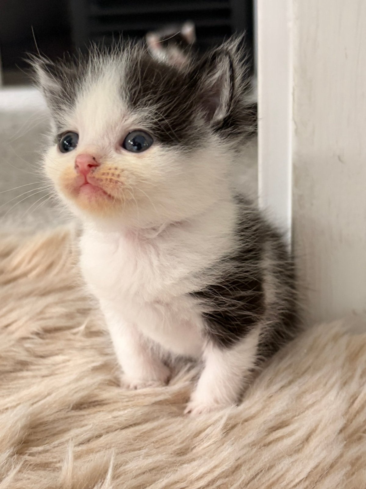 Britse langhaar/korthaar kittens, mogen eind oktober weg, Geslacht onbekend, Langharig, 0 tot 2 jaar