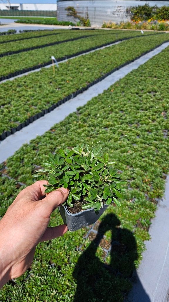 Potentilla Nuuk - Ganzerik - Vaste plant, Tuin en Terras, Bodembedekkers, Volle zon, Vaste plant, Ophalen of Verzenden