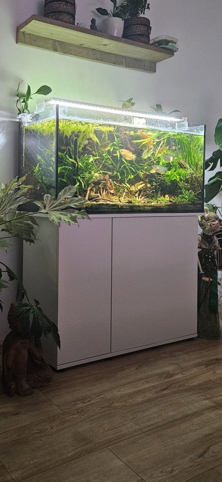 Aquarium, Ophalen, Gebruikt, Leeg aquarium