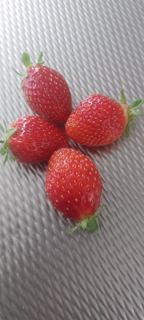 Mooie jonge aardbeienplantjes, Tuin en Terras, Ophalen, Volle zon