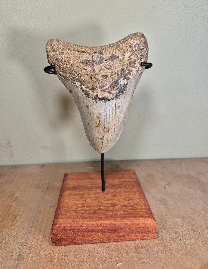extreem gebogen Megalodon tand met standaard!, Verzamelen, Mineralen en Fossielen, Ophalen of Verzenden, Fossiel