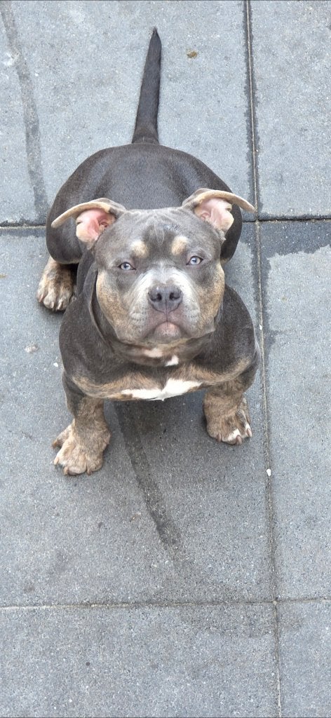 American bully reu, 15 weken tot 1 jaar, Eén hond, Nederland, Particulier