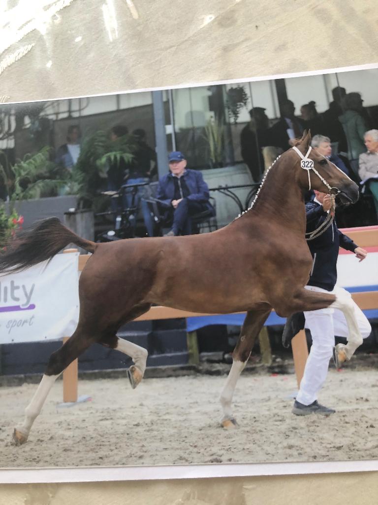 Tuigpaard, Merrie, 3 tot 6 jaar, Met stamboom, B