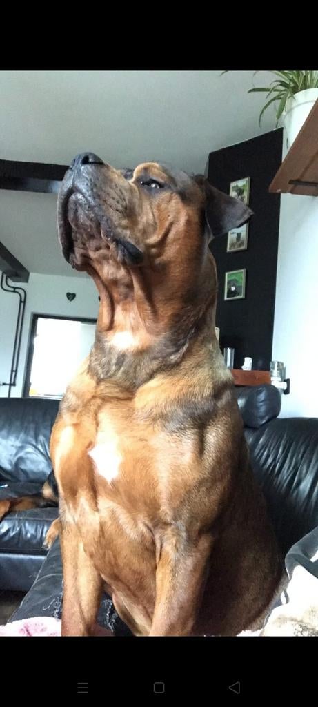 Pitbull X Rottweiler dekreu aangeboden, niet te koop!, Reu, 1 tot 2 jaar, Parvo, Eén hond