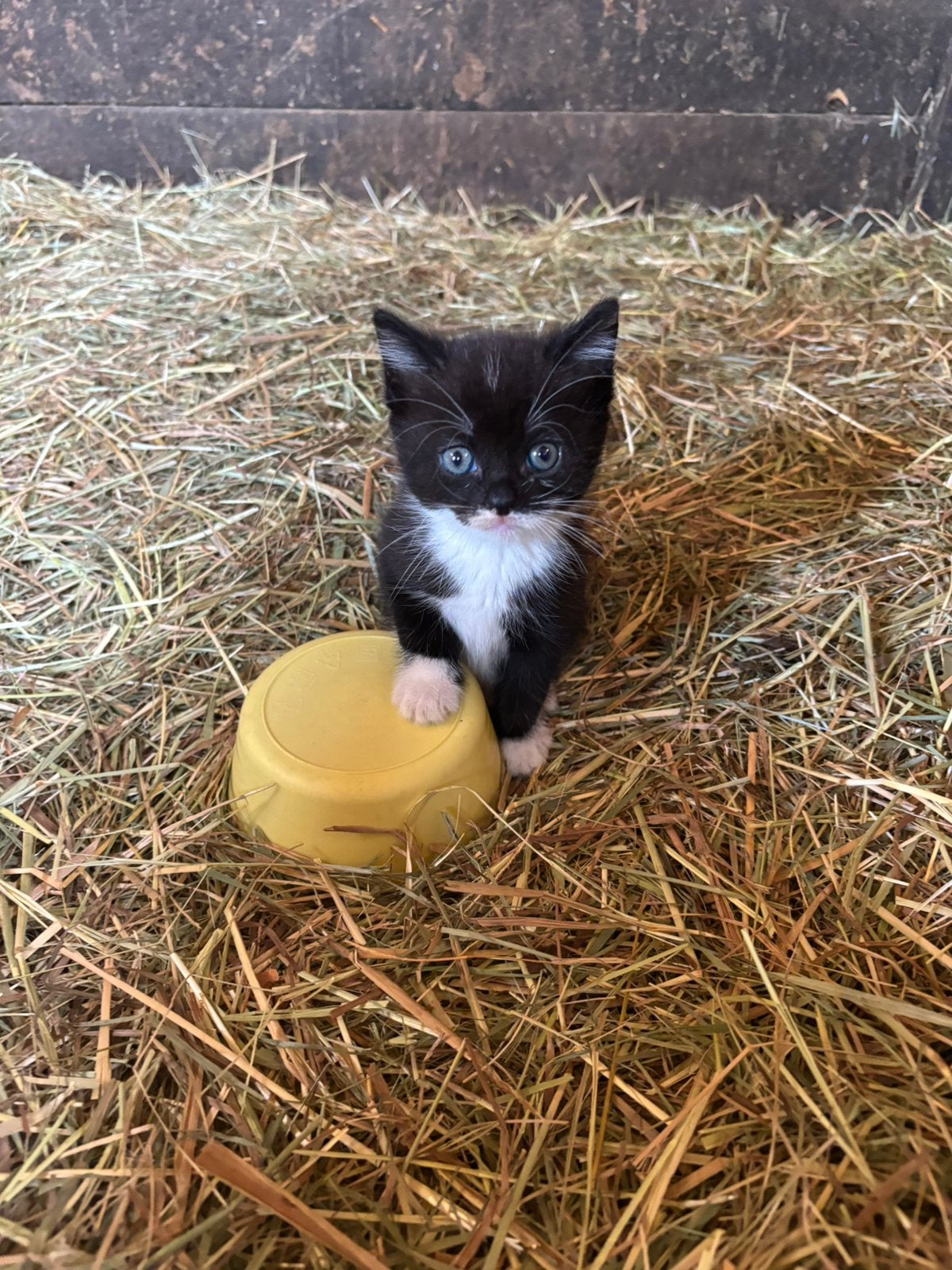 Super lieve kittens, Meerdere dieren, Kortharig, 0 tot 2 jaar