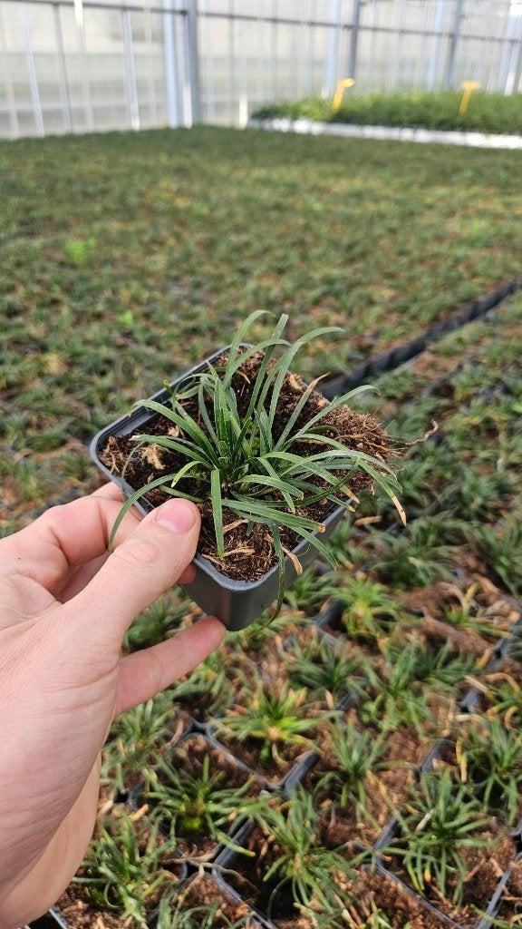 Ophiopogon - japanse tuin - uniek - Slangenbaard - zeldzaam, Bodembedekkers, Volle zon, Vaste plant, Ophalen of Verzenden