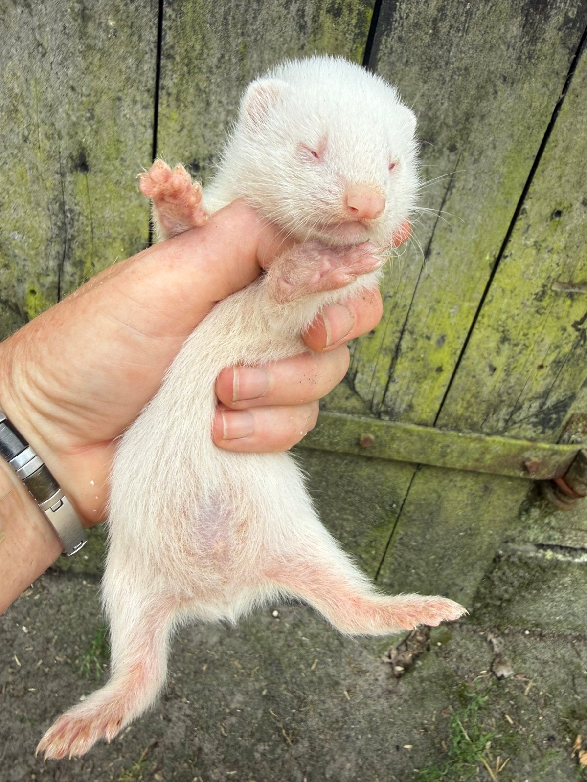 Jonge fret, fret pup, albino, man, Dieren en Toebehoren, Overige Dieren, Mei, Mannelijk