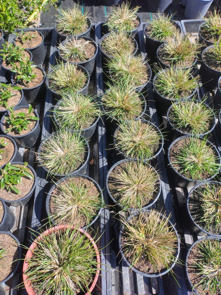 Pennisetum Hameln in C2 pot - Siergras, Tuin en Terras, Planten | Tuinplanten, Ophalen