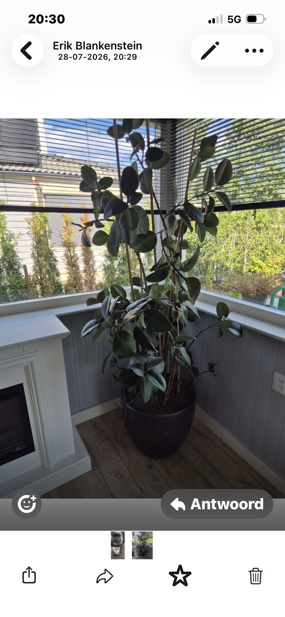 Grote Ficus plant in pot, Ophalen, Ficus, 100 tot 150 cm, Halfschaduw