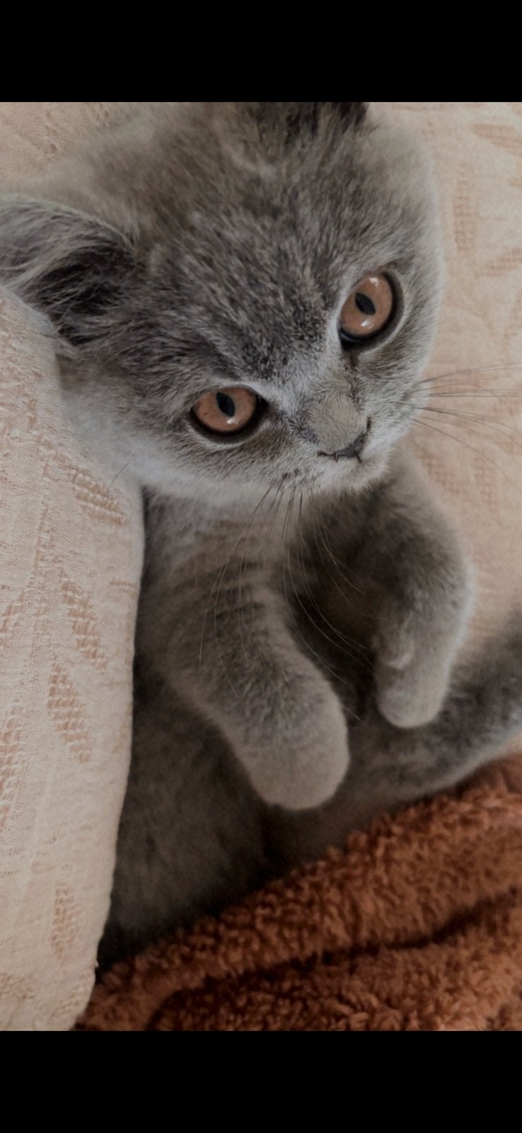 Britse korthaar kitten poes blauw met stamboom, Dieren en Toebehoren, Poes