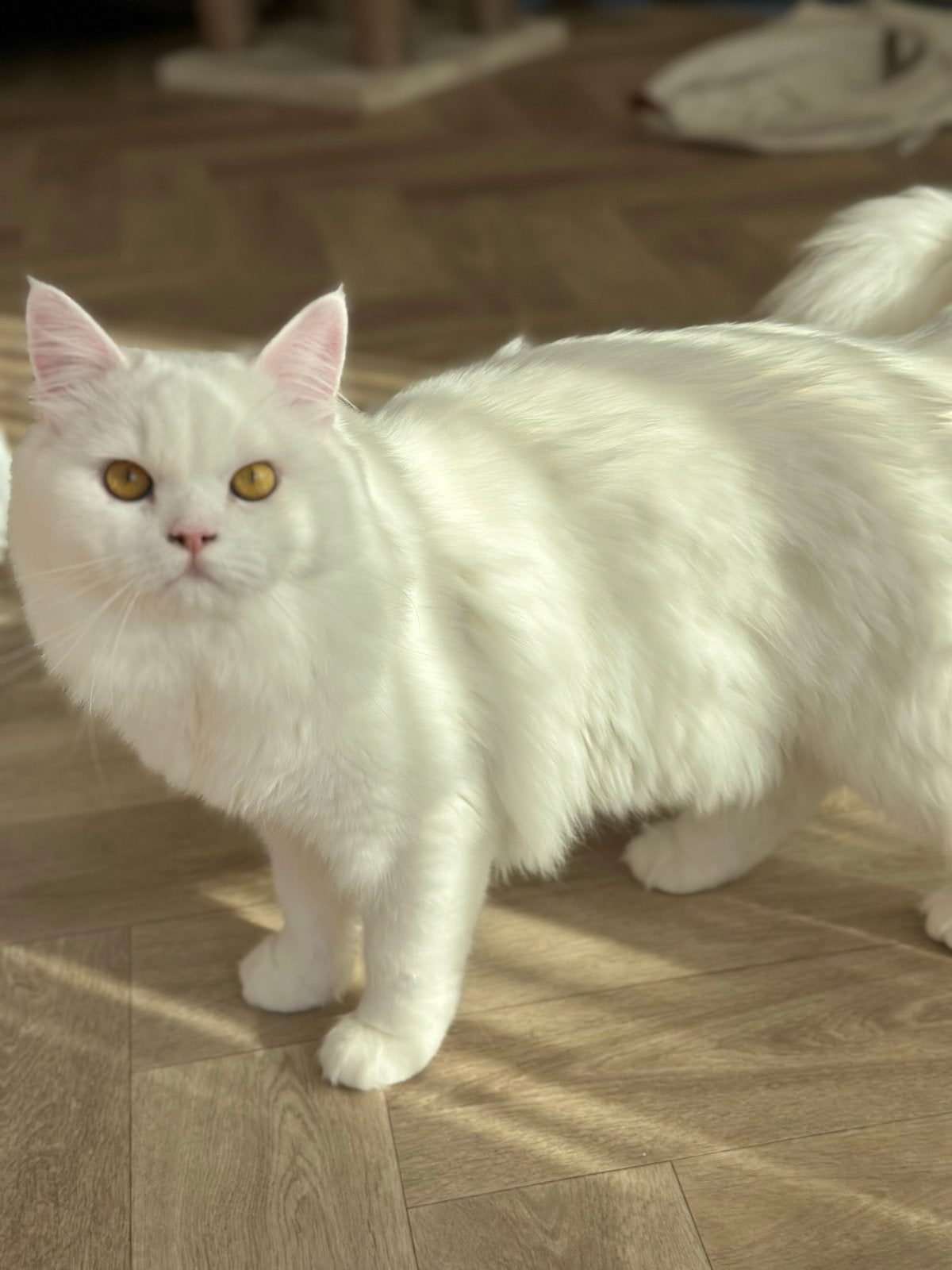 Pamuk zoekt een gouden mandje, Dieren en Toebehoren, Kater