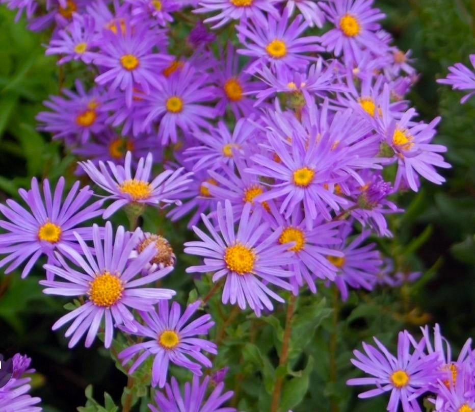 Aster vaste plant biologisch, Tuin en Terras, Bloembollen en Zaden, Ophalen, Volle zon
