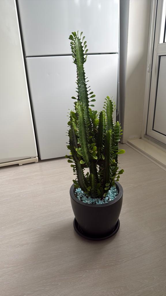 Prachtige euphorbia plant, Ophalen of Verzenden, Halfschaduw, Minder dan 100 cm