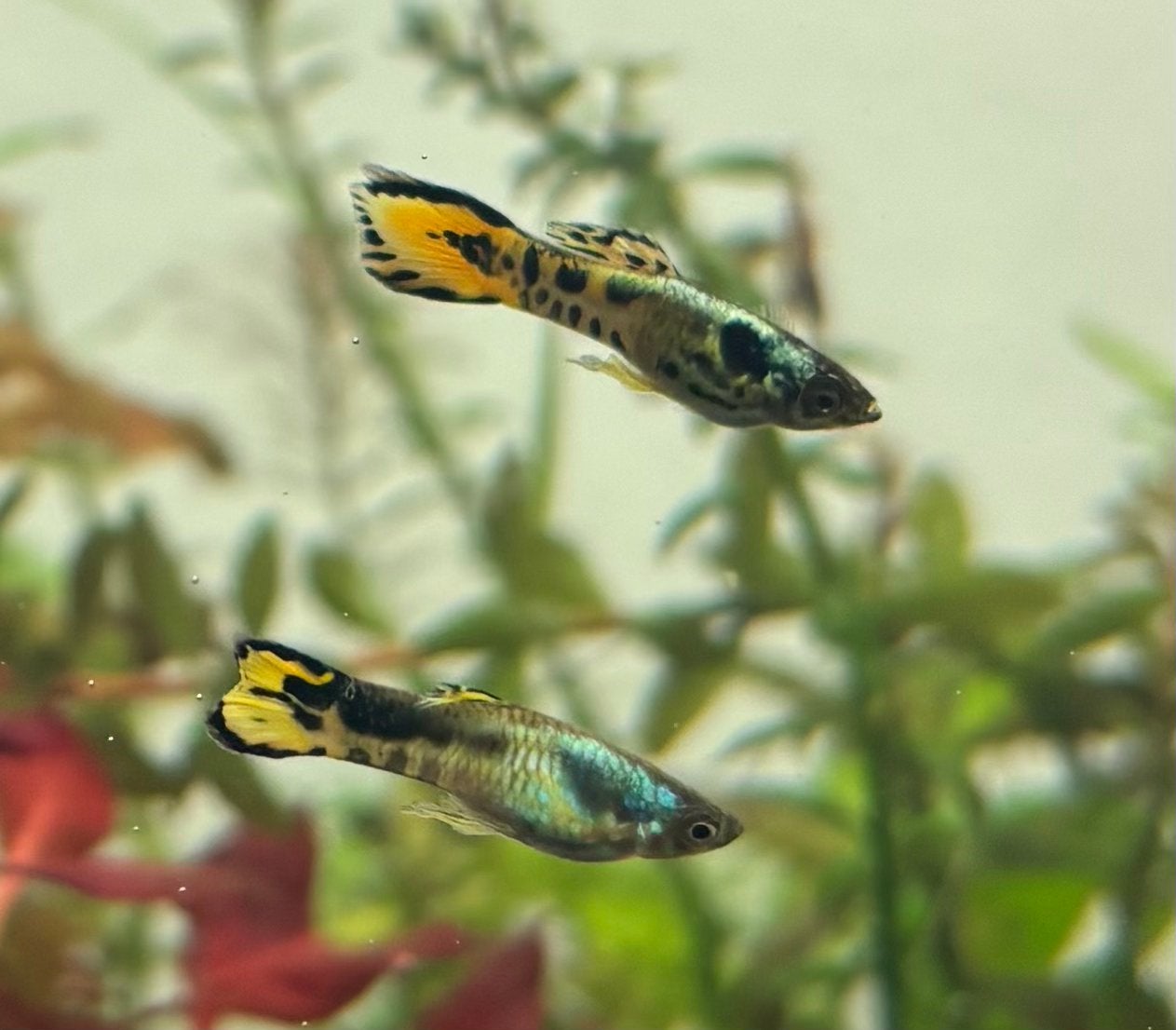 Endler Guppen Yellow Tiger (Poecilia wingei), Dieren en Toebehoren, Vis, Zoetwatervis