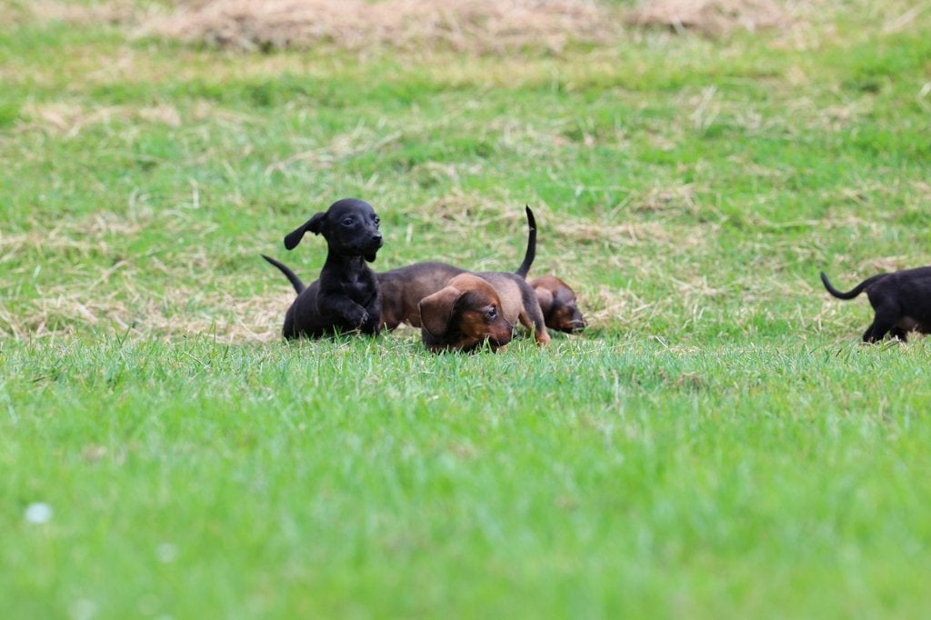 teckel pups, kaninchen/dwerg, klaar om te vertrekken, Dieren en Toebehoren, 8 tot 15 weken, Korthaar, Dwerg, Meerdere
