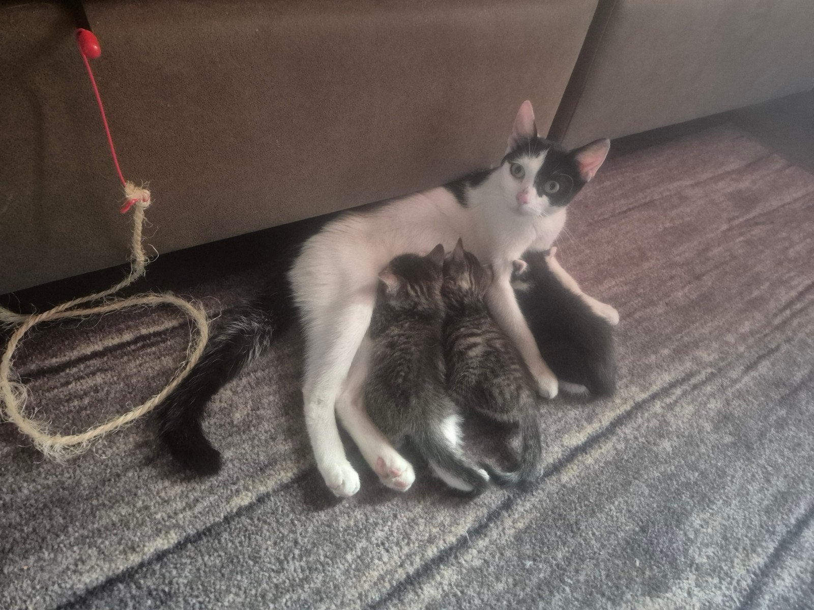 Kittens, Meerdere dieren, Kortharig, 0 tot 2 jaar