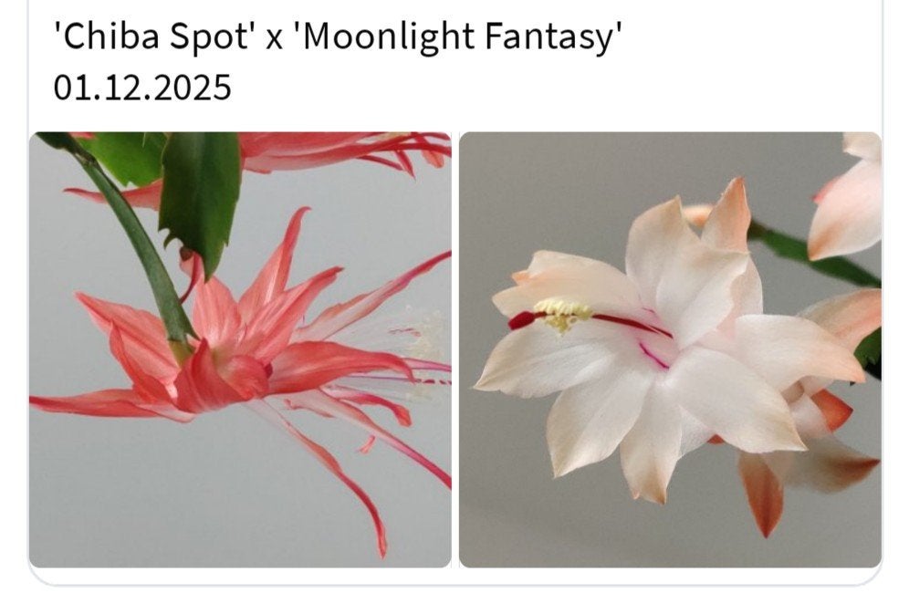 Schlumbergera nieuwe hybride zaadbesje op 1 bladsegment, Verzenden, Halfschaduw, Minder dan 100 cm
