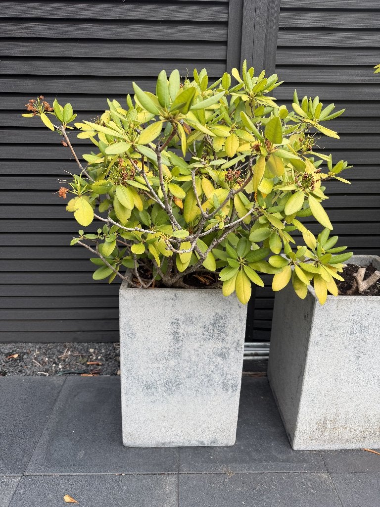 Grote Rhododendrons – 4 Stuks – In Pot, Ophalen, Vaste plant, Overige soorten, Halfschaduw