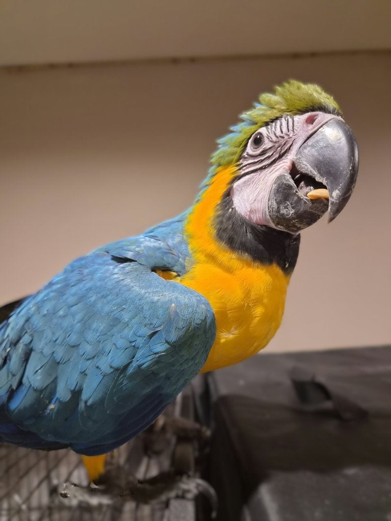 Jonge Blauw gele geteste ara MAN, Dieren en Toebehoren, Mannelijk, Papegaai, Pratend
