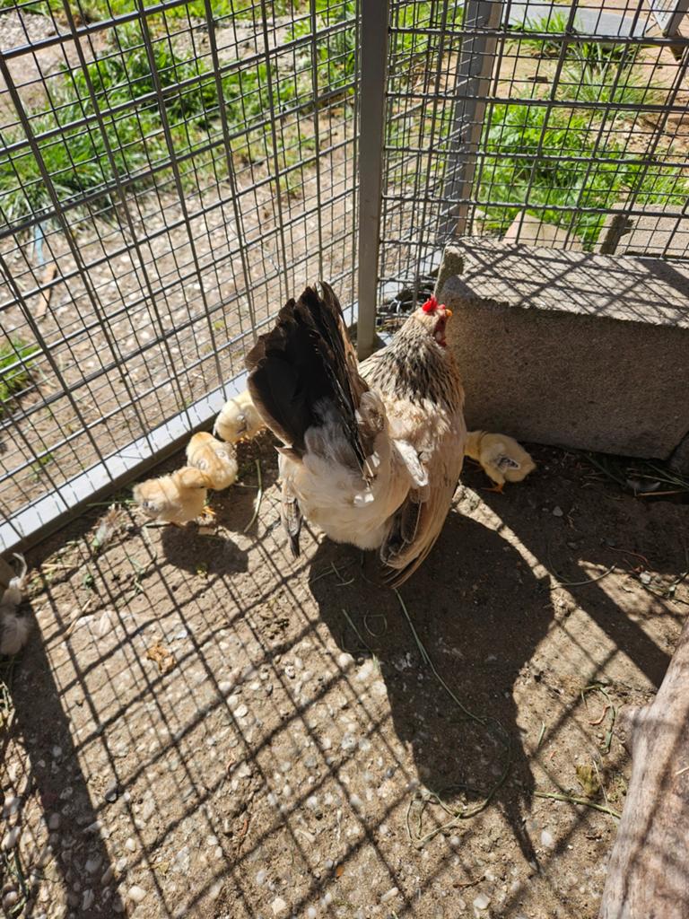 Serama kuikens, Dieren en Toebehoren, Pluimvee, Kip, Meerdere dieren