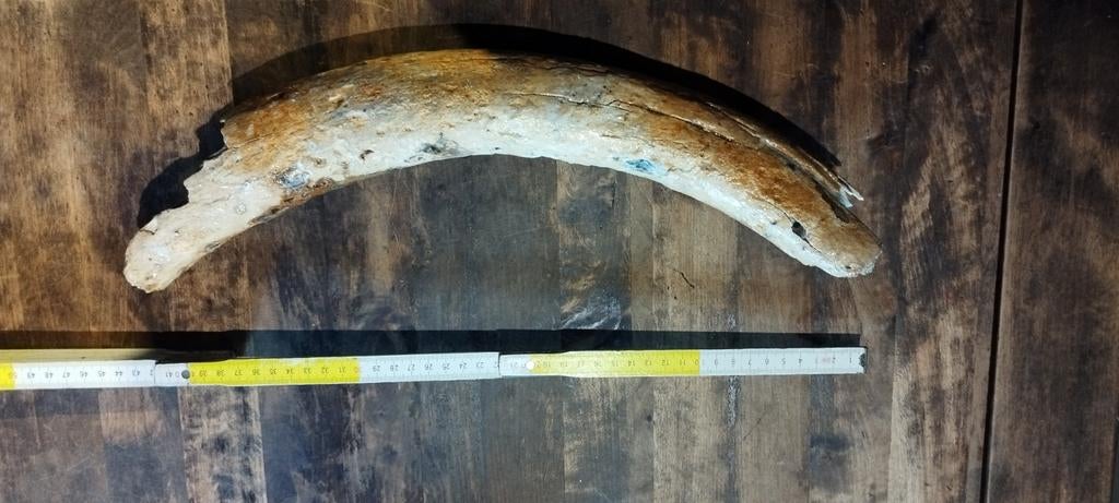 Prachtige geconserveerde mammoet slagtand +40cm, Verzamelen, Mineralen en Fossielen, Verzenden