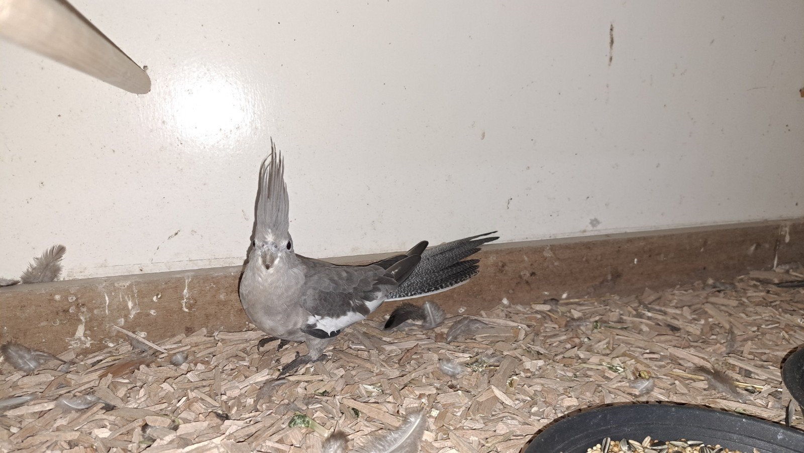 grijs geparelde valkpariet, Dieren en Toebehoren, Meerdere dieren, Tam