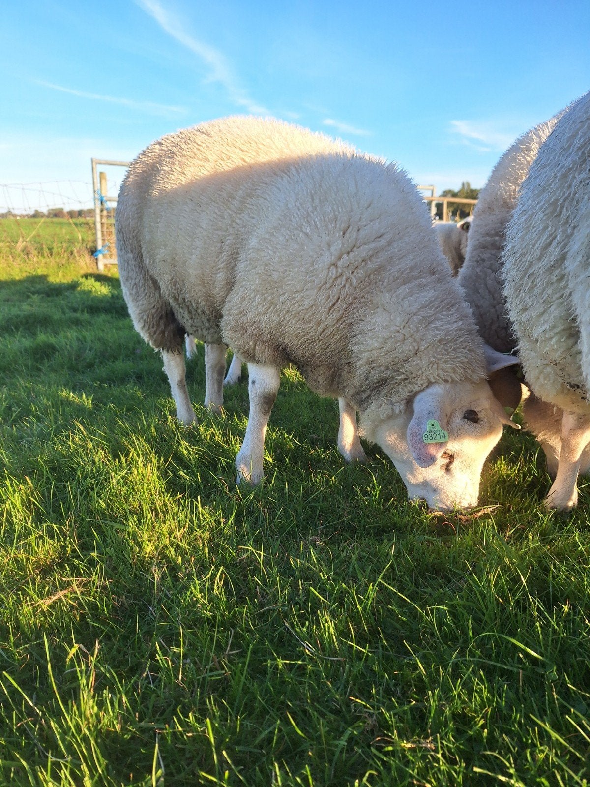 Texelaar dekrammen te koop!, Dieren en Toebehoren, Mannelijk, Schaap, 0 tot 2 jaar