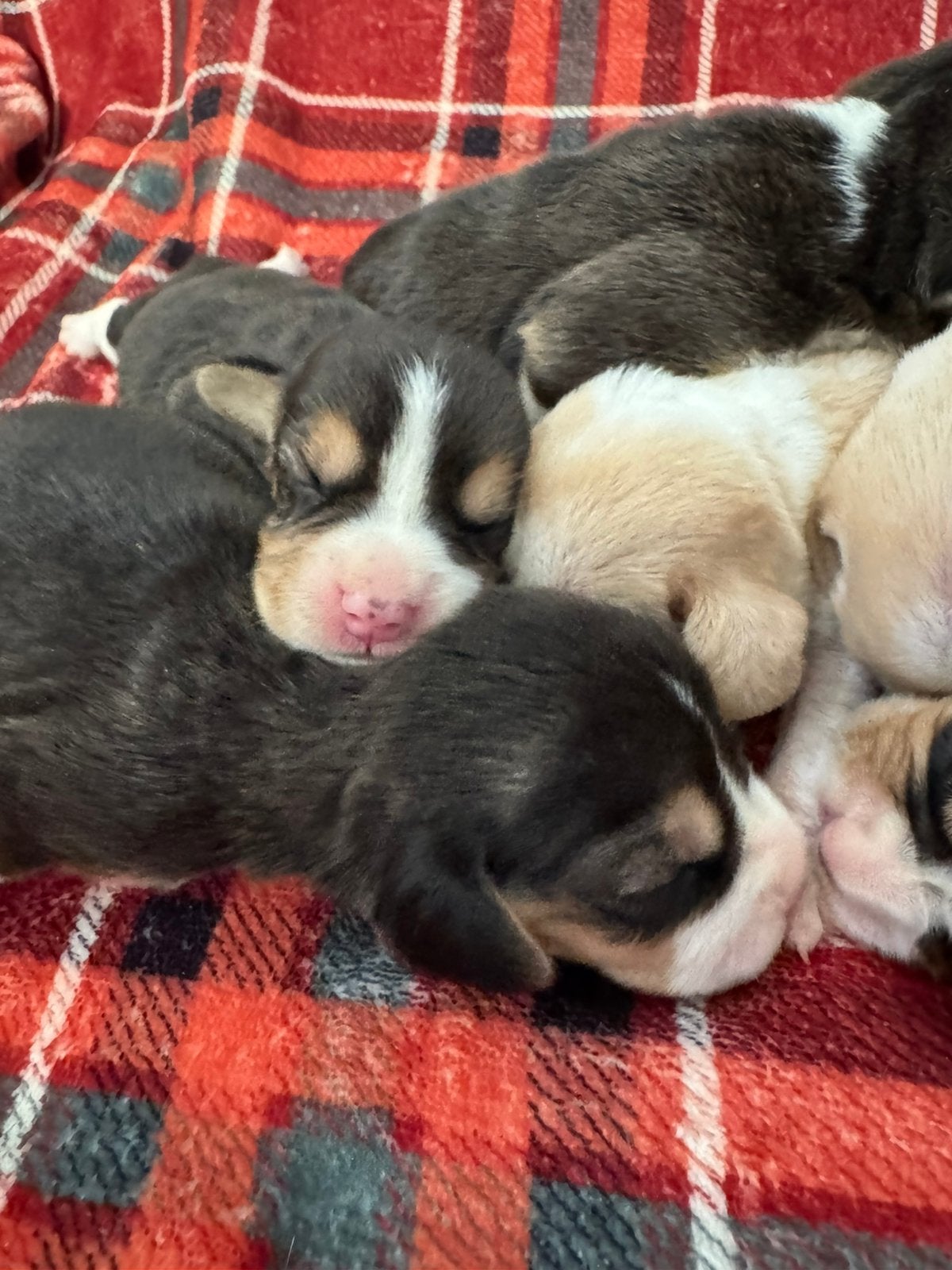 Beaglepups geboren!!, Parvo, Beagle, 8 tot 15 weken, Meerdere