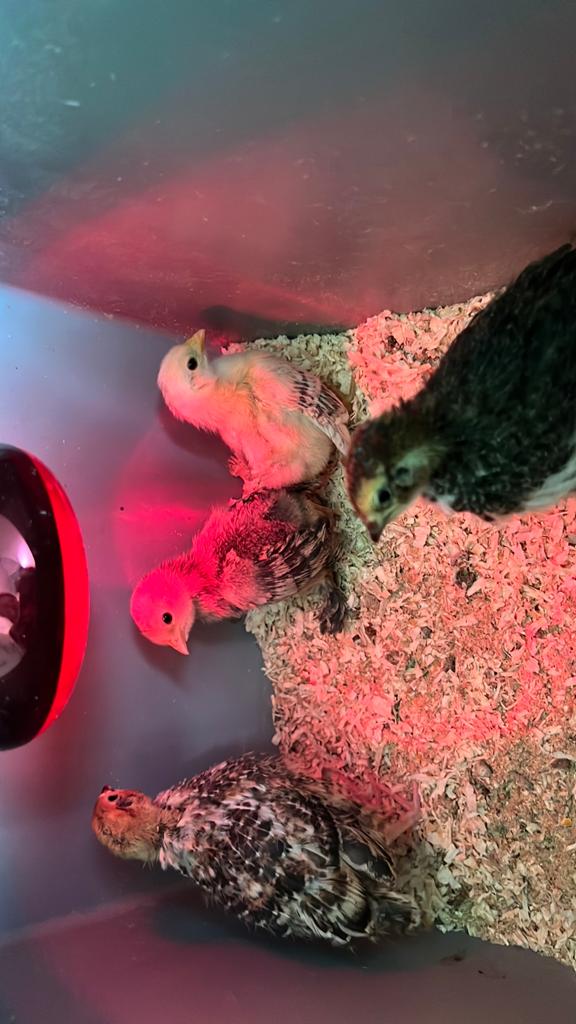 Kuikens, Dieren en Toebehoren, Pluimvee, Geslacht onbekend, Overige soorten