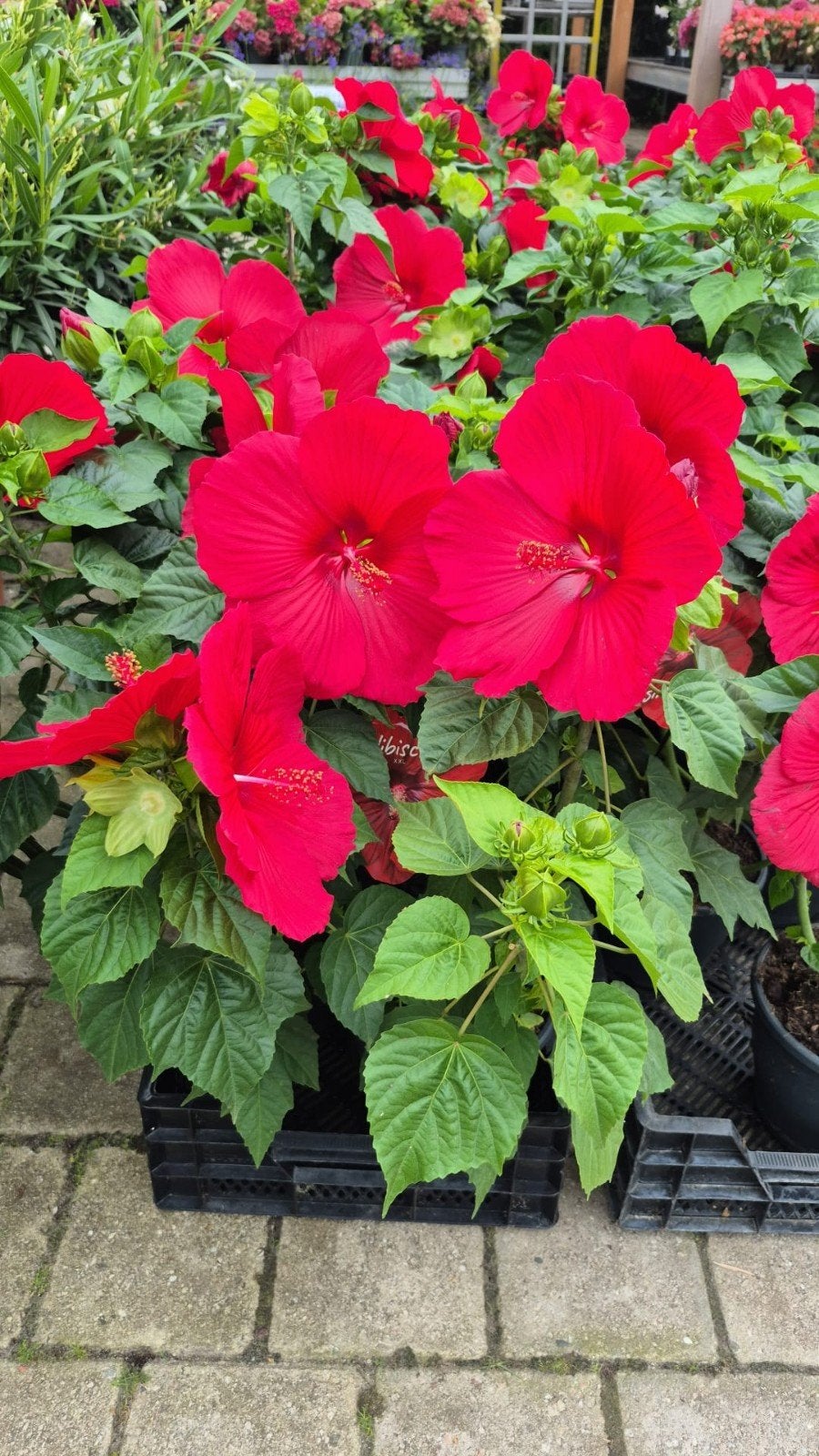 Hibiscus XXL - Prachtige Rode Bloemen, Volle zon, Vaste plant, Zomer, Ophalen