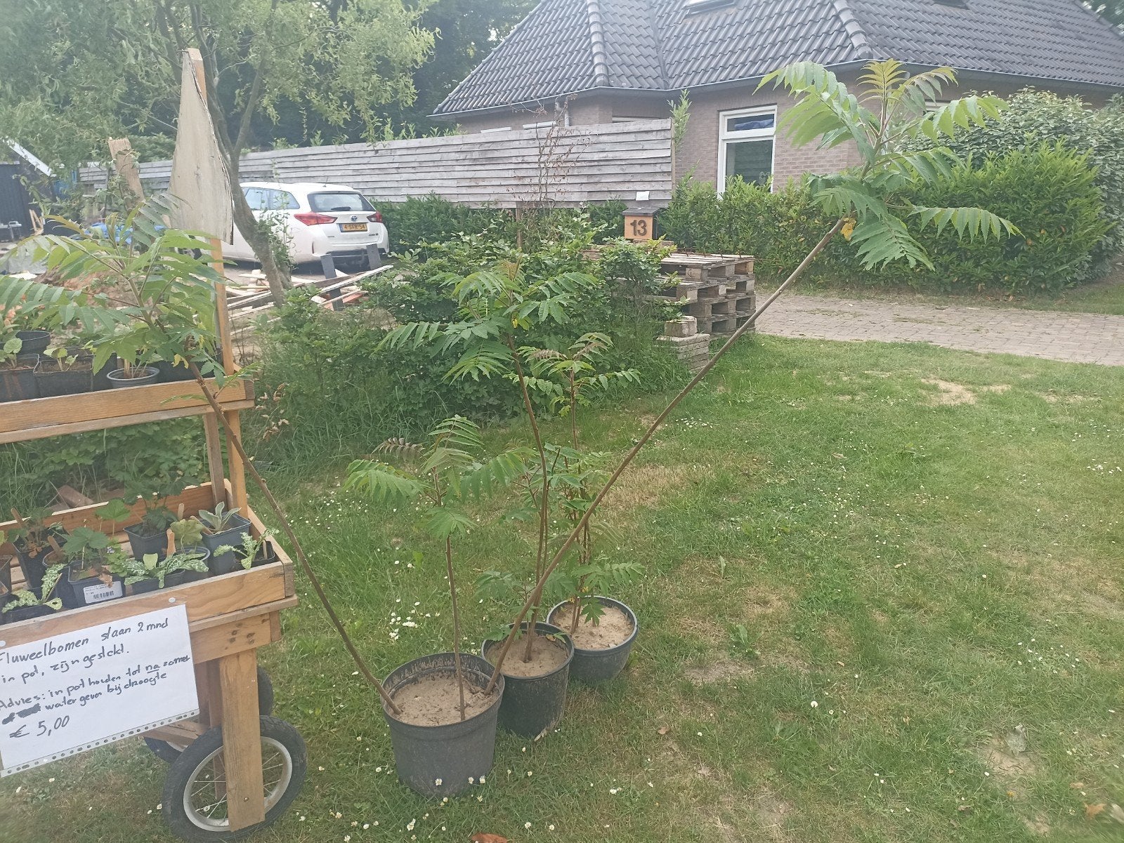 Fluweelboom planten - 2 maanden in pot, Tuin en Terras, Ophalen, Overige soorten, Volle zon