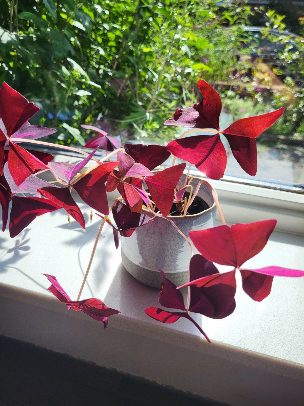 Kamerplant geluksklaver, Ophalen, Halfschaduw, Minder dan 100 cm