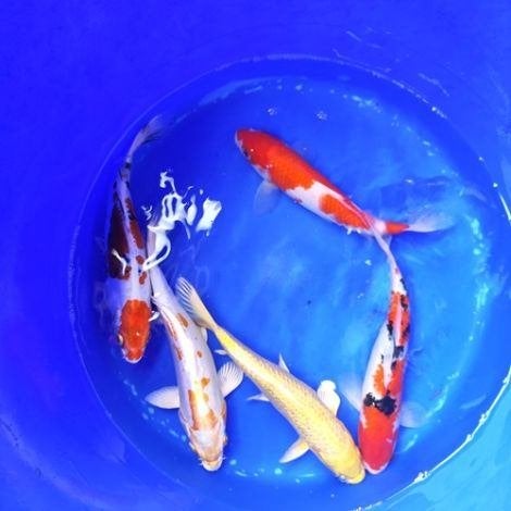 Koikarpers, gratis af te halen!, Dieren en Toebehoren, Karper of Koi